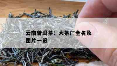 云南普洱茶：大茶厂全名及图片一览