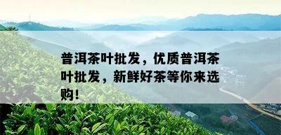 普洱茶叶批发，优质普洱茶叶批发，新鲜好茶等你来选购！