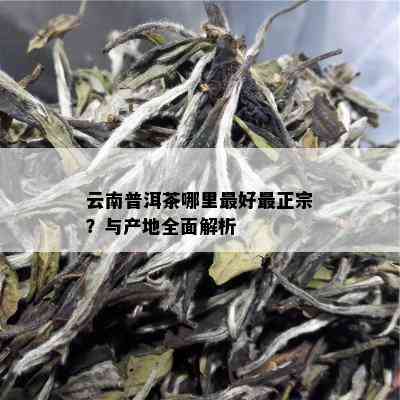 云南普洱茶哪里更好最正宗？与产地全面解析