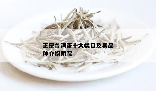 正宗普洱茶十大类目及其品种介绍图解