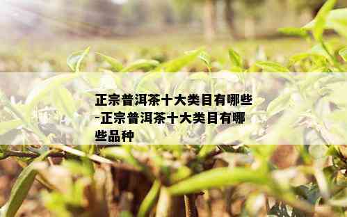 正宗普洱茶十大类目有哪些-正宗普洱茶十大类目有哪些品种