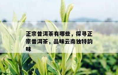 正宗普洱茶有哪些，探寻正宗普洱茶，品味云南独特韵味