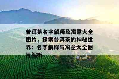 普洱茶名字解释及寓意大全图片，探索普洱茶的神秘世界：名字解释与寓意大全图片解析