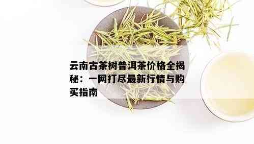 云南古茶树普洱茶价格全揭秘：一网打尽最新行情与购买指南