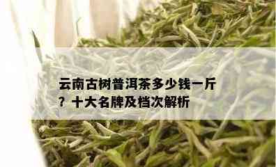 云南古树普洱茶多少钱一斤？十大名牌及档次解析