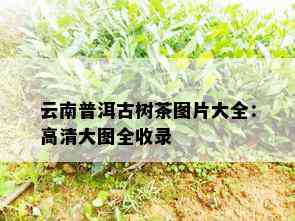 云南普洱古树茶图片大全：高清大图全收录