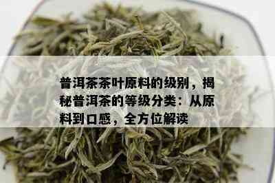 普洱茶茶叶原料的级别，揭秘普洱茶的等级分类：从原料到口感，全方位解读