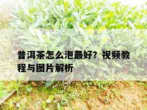 普洱茶怎么泡更好？视频教程与图片解析