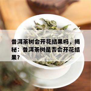 普洱茶树会开花结果吗，揭秘：普洱茶树是否会开花结果？