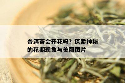 普洱茶会开花吗？探索神秘的花期现象与美丽图片