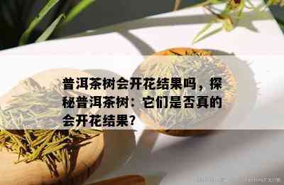 普洱茶树会开花结果吗，探秘普洱茶树：它们是否真的会开花结果？