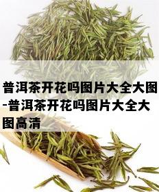 普洱茶开花吗图片大全大图-普洱茶开花吗图片大全大图高清