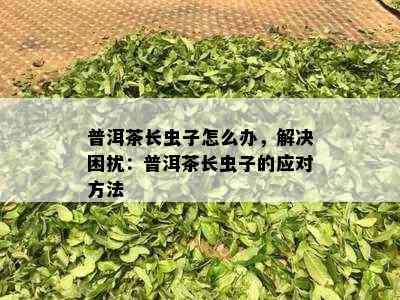 普洱茶长虫子怎么办，解决困扰：普洱茶长虫子的应对方法