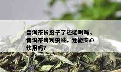 普洱茶长虫子了还能喝吗，普洱茶出现虫蛀，还能安心饮用吗？