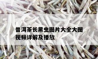 普洱茶长黑虫图片大全大图视频详解及播放