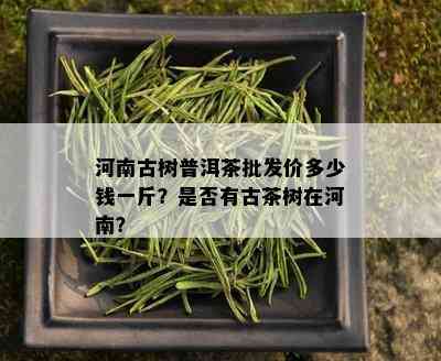 河南古树普洱茶批发价多少钱一斤？是否有古茶树在河南？