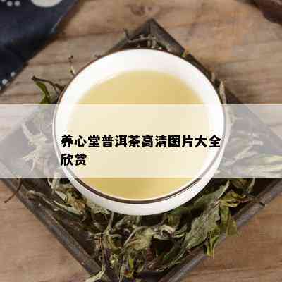 养心堂普洱茶高清图片大全欣赏