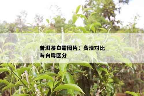 普洱茶白霜图片：高清对比与白霉区分