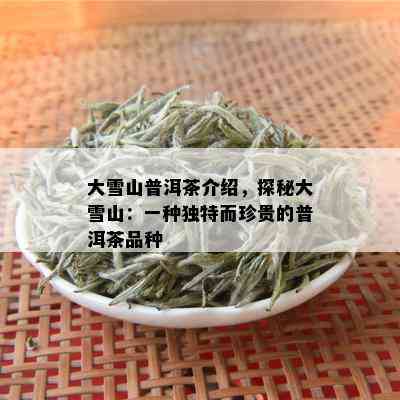 大雪山普洱茶介绍，探秘大雪山：一种独特而珍贵的普洱茶品种