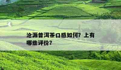 沧源普洱茶口感如何？上有哪些评价？