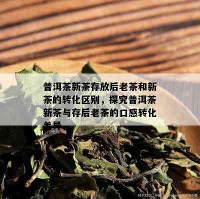 普洱茶新茶存放后老茶和新茶的转化区别，探究普洱茶新茶与存后老茶的口感转化差异