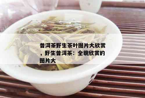 普洱茶野生茶叶图片大欣赏，野生普洱茶：全貌欣赏的图片大