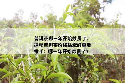 普洱茶哪一年开始炒贵了，探秘普洱茶价格猛涨的幕后推手：哪一年开始炒贵了？