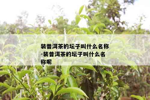 装普洱茶的坛子叫什么名称-装普洱茶的坛子叫什么名称呢