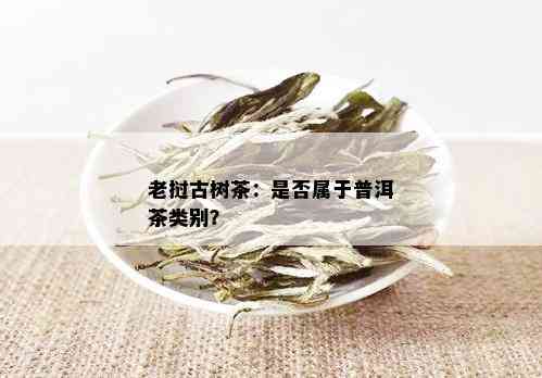 老挝古树茶：是否属于普洱茶类别？