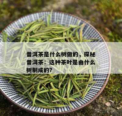 普洱茶是什么树做的，探秘普洱茶：这种茶叶是由什么树制成的？