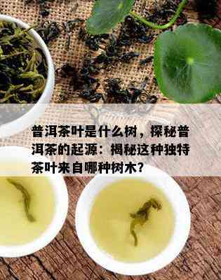 普洱茶叶是什么树，探秘普洱茶的起源：揭秘这种独特茶叶来自哪种树木？