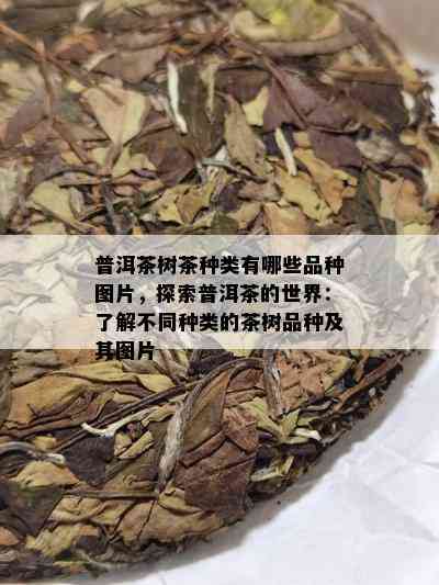 普洱茶树茶种类有哪些品种图片，探索普洱茶的世界：了解不同种类的茶树品种及其图片