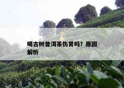 喝古树普洱茶伤胃吗？原因解析