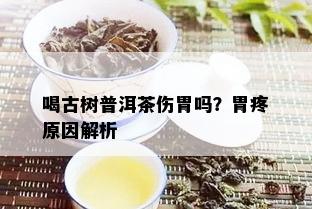 喝古树普洱茶伤胃吗？胃疼原因解析