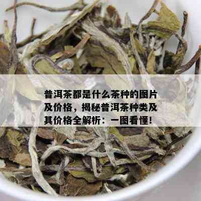 普洱茶都是什么茶种的图片及价格，揭秘普洱茶种类及其价格全解析：一图看懂！