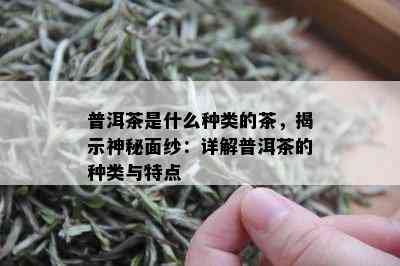 普洱茶是什么种类的茶，揭示神秘面纱：详解普洱茶的种类与特点