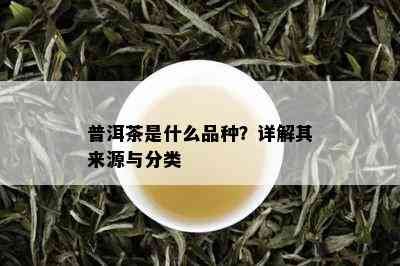 普洱茶是什么品种？详解其来源与分类