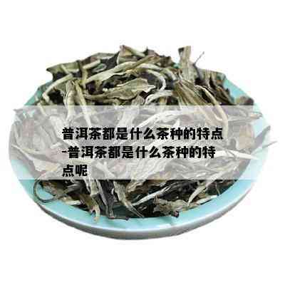 普洱茶都是什么茶种的特点-普洱茶都是什么茶种的特点呢