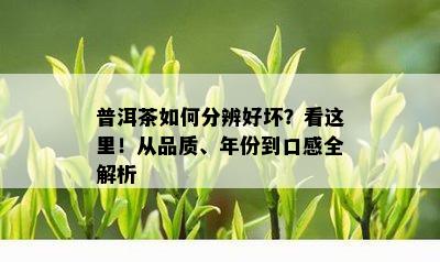 普洱茶如何分辨好坏？看这里！从品质、年份到口感全解析