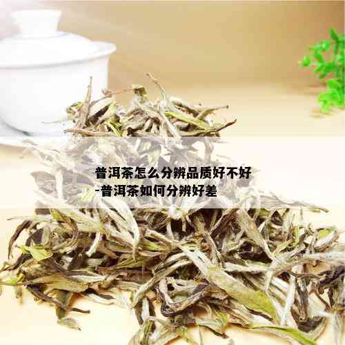 普洱茶怎么分辨品质好不好-普洱茶如何分辨好差