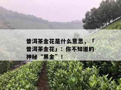 普洱茶金花是什么意思，「普洱茶金花」：你不知道的神秘“黑金”！