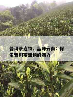 普洱茶连锁，品味云南：探索普洱茶连锁的魅力