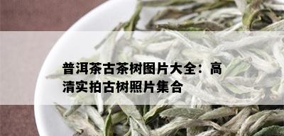 普洱茶古茶树图片大全：高清实拍古树照片集合