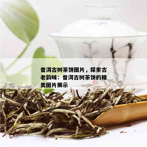 普洱古树茶饼图片，探索古老韵味：普洱古树茶饼的精美图片展示