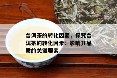 普洱茶的转化因素，探究普洱茶的转化因素：影响其品质的关键要素