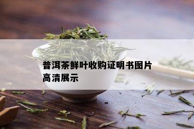 普洱茶鲜叶收购证明书图片高清展示