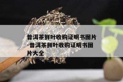 普洱茶鲜叶收购证明书图片-普洱茶鲜叶收购证明书图片大全