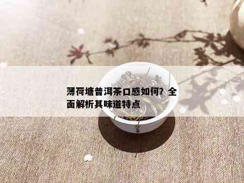 薄荷塘普洱茶口感如何？全面解析其味道特点