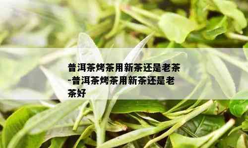 普洱茶烤茶用新茶还是老茶-普洱茶烤茶用新茶还是老茶好