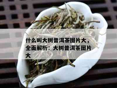 什么叫大树普洱茶图片大，全面解析：大树普洱茶图片大